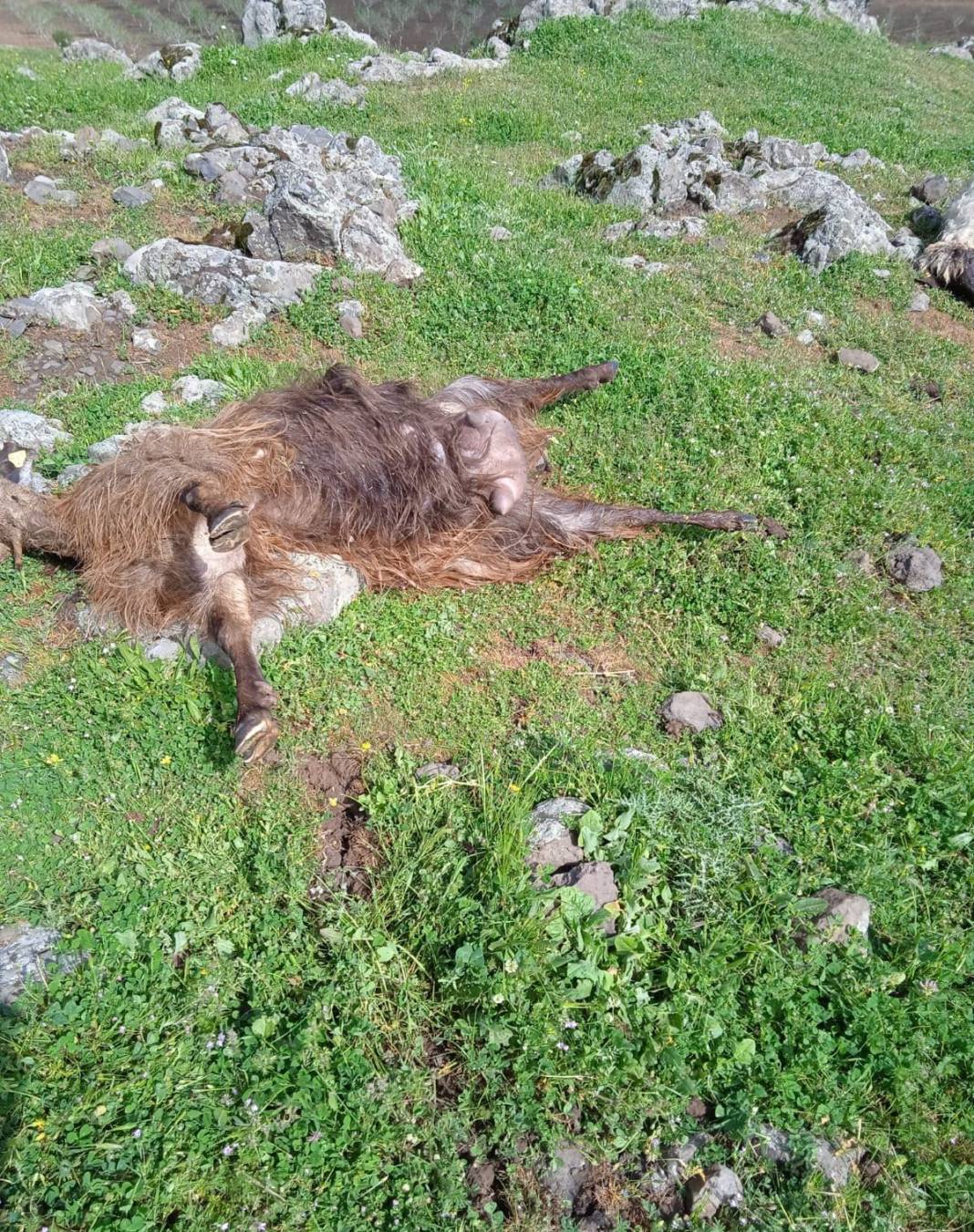 Hayvan otlatırken hayatının şokunu yaşadı! Her şey bir anda oldu, karşılaştığı manzara karşısında yığılıp kaldı 4
